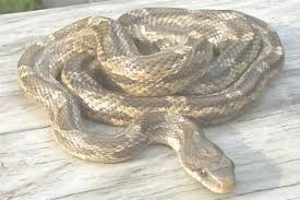 Is It A Rat Snake Chicken Snake Or A Copperhead Rat Snake Texas Snakes Snake