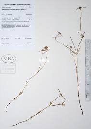 Image result for Spermacoce deserti