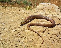 Lagarto-de-vidro