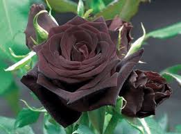 rosier black baccara meidebenne rosier grandes fleurs rosier en pot