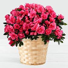 We did not find results for: Beautiful Pink Azalea Potted Plant Send From Lahore Pakistan To Usa Cakes Flowers Chocolates Perfumes Birthday Anniversary Gifts Pakistan To Usa Uk Uae Canada Australia