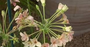 Image result for Pelargonium luridum