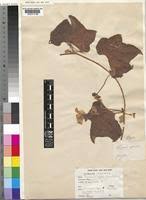 Image result for Peponium