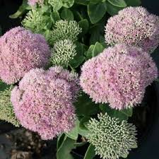 Foliage of sunsparkler® sedum 'jade tuffet' reminds me of boxwood as it emerges in tight cushions of shiny green leaves in the spring and remains colorful into mid summer, before being topped with. Name Bot