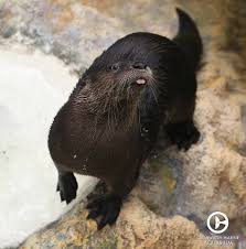 Pin By Clearwater Marine Aquarium On Resident Animals Of Cma Clearwater Marine Aquarium Marine Aquarium Otter Facts