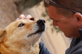 We did not find results for: Abused Dog Rehabilitation Best Friends Animal Society
