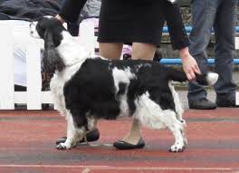 6 english springer spaniel puppies for sale ready to go in august. English Springer Spaniel Wikipedia