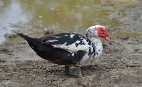 نتیجه جستجوی لغت [canard] در گوگل