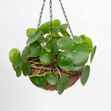 It's so easy and takes only seconds to shop for. Chinese Money Plant Hanging Basket