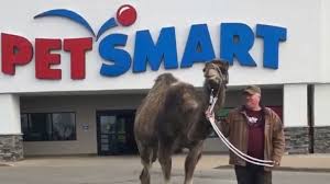 Biggest camels wholesale suppliers in lebanon. Michigan Farm S Famous Camel Jeffrey Takes Stroll Though Muskegon Petsmart Mlive Com
