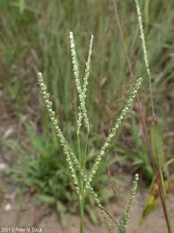 Image result for Paspalum