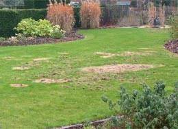 How Do I Know If I Have Leatherjackets Or Chafer Grubs