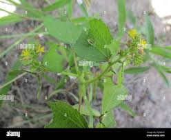 Image result for Triumfetta pentandra