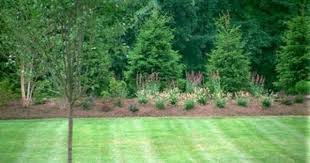 Landscape Design For Noise Reduction Evergreen Trees Types Of Evergreen Trees Privacy Landscaping Green Giant Arborvitae
