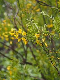 Image result for Sophora inhambanensis