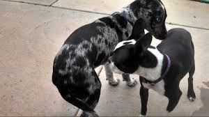 Check spelling or type a new query. Tips On How To Make Two Dogs Become Friends