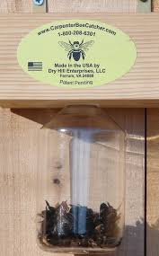 Natural and chemical methods of removal exist, and we're going to what this product does is spray foam into the carpenter bee holes, killing them. Website Disabled Carpenter Bee Trap Bee Traps Wood Bees