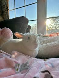 Good morning from Bubbles! 🌞She hopes everyone stays warm and cozy like  she is!