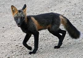 Black And Orange Fox Species The Cross Fox Is A Partially Melanistic Colour Variant Of The Red Fox Relatively Common In The Northern Areas Of N With Images Melanistic Animals Rare Animals Fox Species