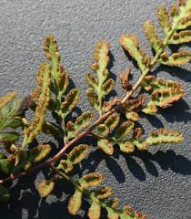 Image result for Cheilanthes involuta