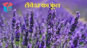 The smelliest flower in the world. Lavender Flower In Hindi à¤² à¤µ à¤¡à¤° à¤• à¤« à¤² à¤• à¤œ à¤¨à¤• à¤° Knowledge Dabba