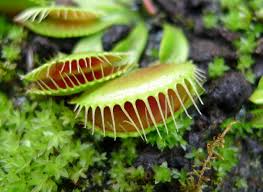 Check spelling or type a new query. Sprout Home Plant Of The Week Venus Flytrap Huffpost Life