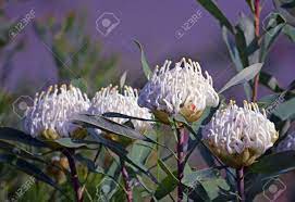 But they also enjoy hot temperatures. Four Hardy Drought Tolerant Water Wise Australian Native White Stock Photo Picture And Royalty Free Image Image 149081758