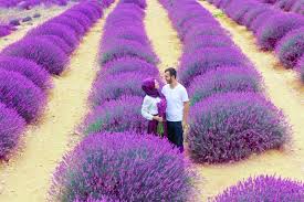 Yıllar önce isparta'nın keçiborlu ilçesine bağlı kuyucak köyü'nde kurak, susuz, bir şey ekilmemiş tarlalara boş. Lavanta Kokulu Koy Kuyucak Koyu Keciborlu Isparta Yoldayken Biz