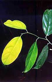 Image result for Strombosia scheffleri