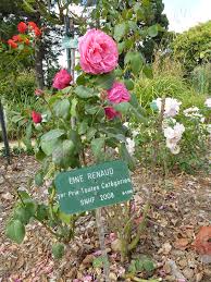 Trois jours plus tard, line renaud a déclaré qu'elle avait rendu son trophée. File Les Roses Line Renaud Au Jardin Du Thabor Panoramio Jpg Wikimedia Commons