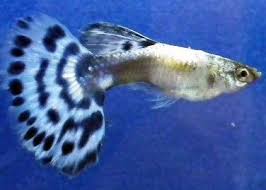 Singapore Guppy Guppy Fish Guppy Aquarium Fish