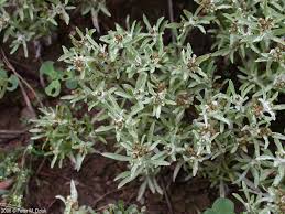 Image result for Gnaphalium