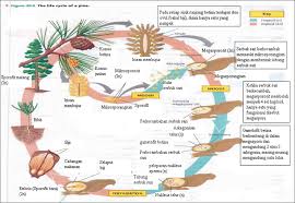 Check spelling or type a new query. Proses Pembuahan Pada Biji Terbuka Brainly Co Id