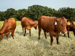By state law i can not butcher for anyone, but as karenrbw says i can show them how to do it, i just can't do it for. Meet The South Poll Cow The Healthier Naturally Raised Cattle Of The Future Farm Animals The Guardian