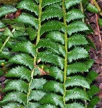 Image result for Lonchitis