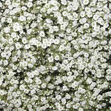 Babys Breath Buy Online In Alhambra Flower Shop Babys Breath Babys Breath Flowers Babys Breath Bouquet Bridesmaids
