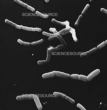 Image result for Pseudomonas syringae
