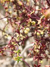 Image result for Galium ossirwaense