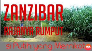 Salah satu varietas rumput jenis gajahan yang memiliki kandungan protein tinggi yaitu rumput zanzibar, rumput jenis ini memiliki kandungan protein 19, 43 %. Rumput Zanzibar Rumput Kaya Protein Zanzibar Youtube