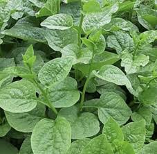 Image result for Basella alba