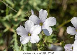 Image result for Linaceae