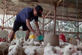 Maybe you would like to learn more about one of these? Harga Ayam Anjlok Kementan Batasi Telur Tetas Hingga Afkir Dini Halaman All Kompas Com