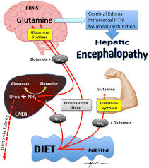 The liver has many functions. A Schematic Summary Of Pathophysiology Of Hepatic Encephalopathy And Download Scientific Diagram