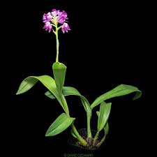 Image result for Polystachya valentina