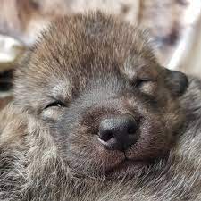 Price is more than 20% above the estimated market price for similarly classed vehicles. Wolfdog Puppies For Sale Watermill Wolves