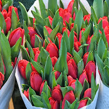 Hierin, wann blühen tulpen in deutschland? Tulpen Pflegen Als Schnittblume Und Im Beet Ndr De Ratgeber Garten Zierpflanzen