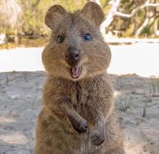 Quokka Setonix Brachyurus Quokka Animal Quokka Happy Animals