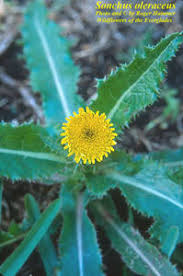 Image result for Sonchus oleraceus