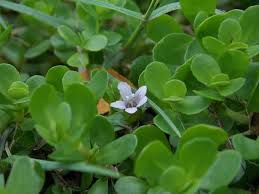 Image result for Bacopa monnieri