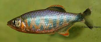 It is found in southern karnataka and northern kerala. Topic Barilius Of The Western Ghats Seriously Fish
